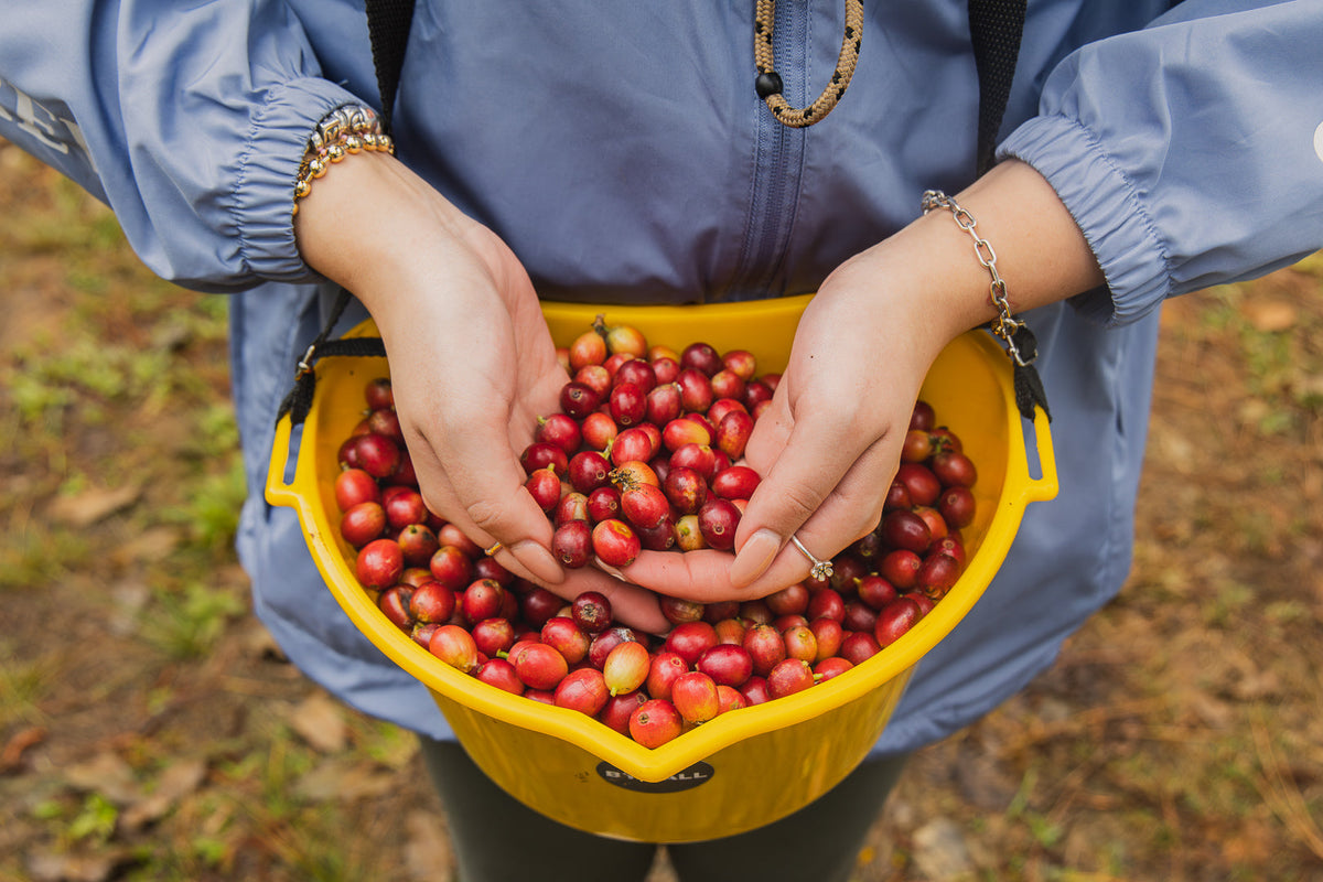Harvest Season in Puerto Rico