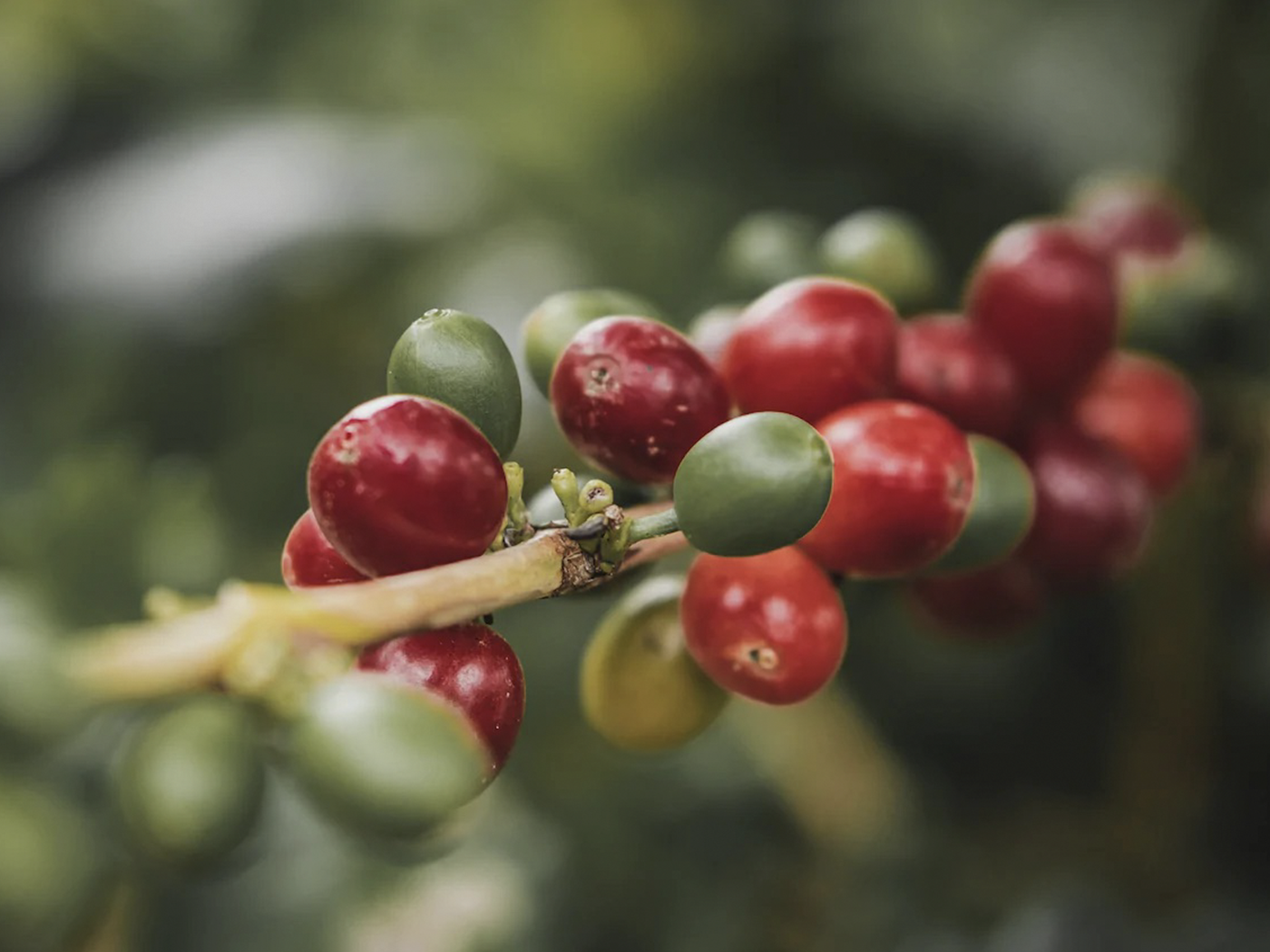 Bourbon Arabica, Puerto Rico… An Endangered Variety