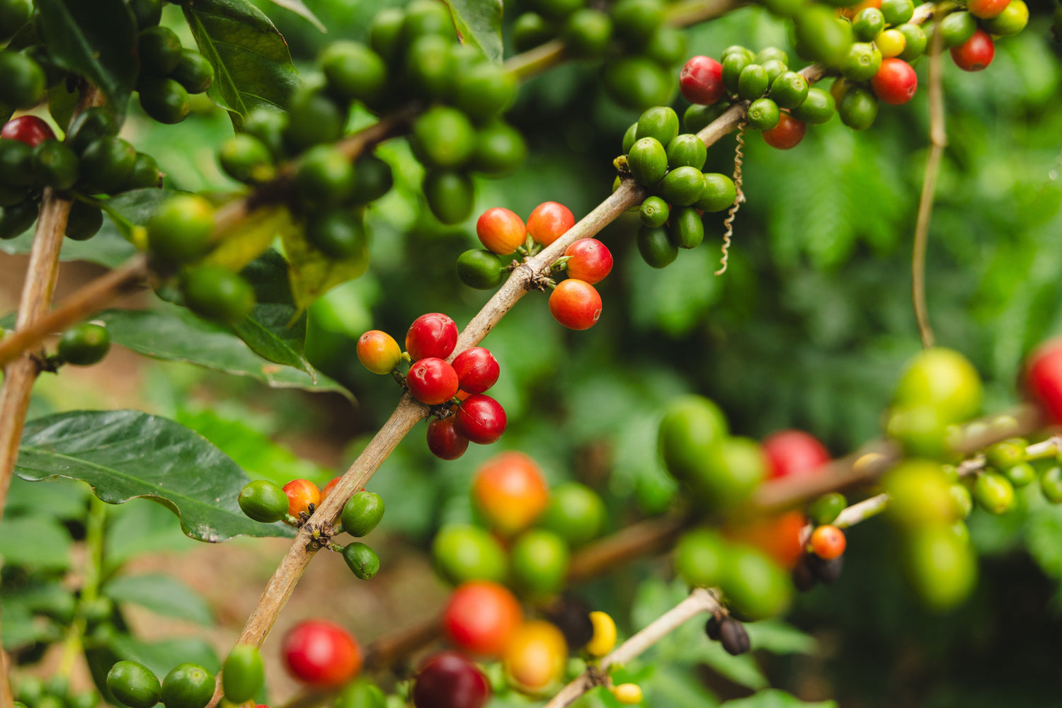 The One and Only Bourbon Coffee from Puerto Rico