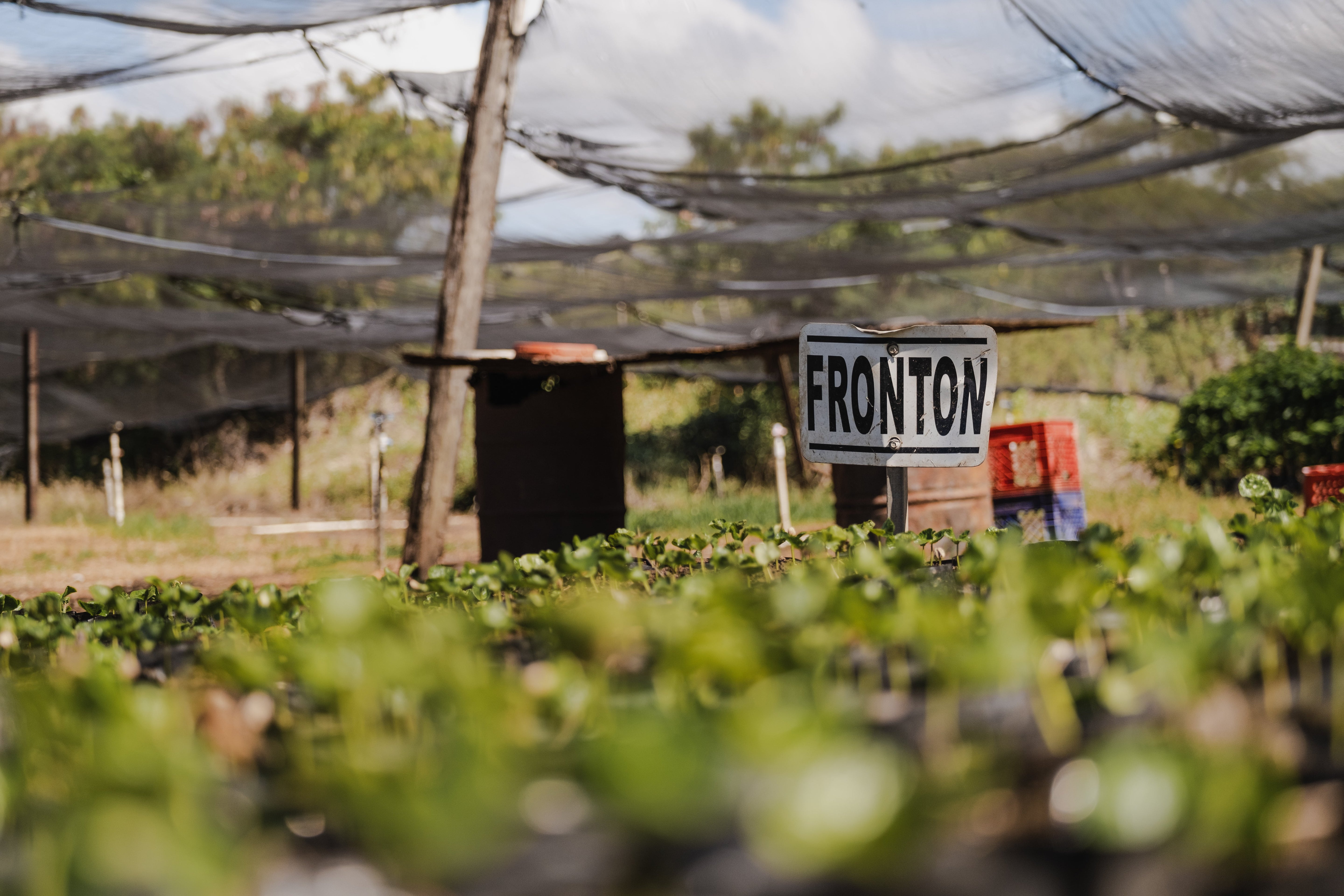 The two most famous coffee varieties of Puerto Rico