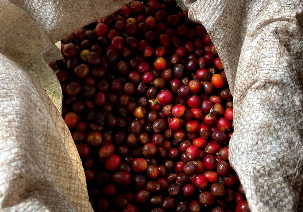 La Casona, a coffee full of Family Inspiration